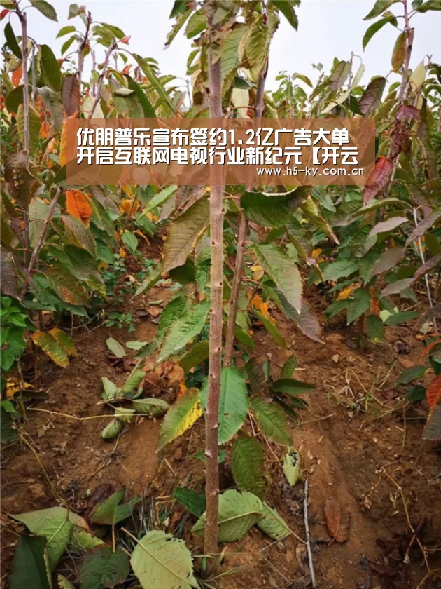 开云体育